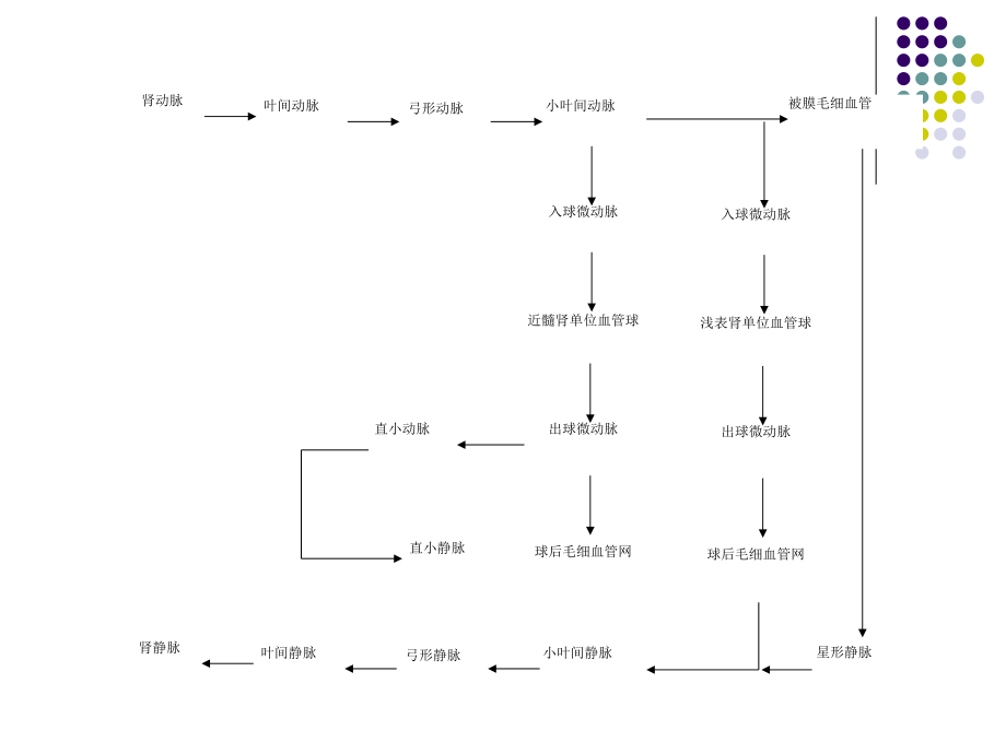 泌尿系统生理学.ppt_第3页