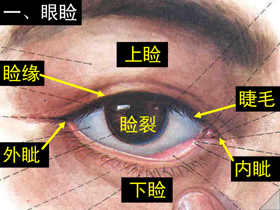 眼副器精品医学课件.ppt_第2页