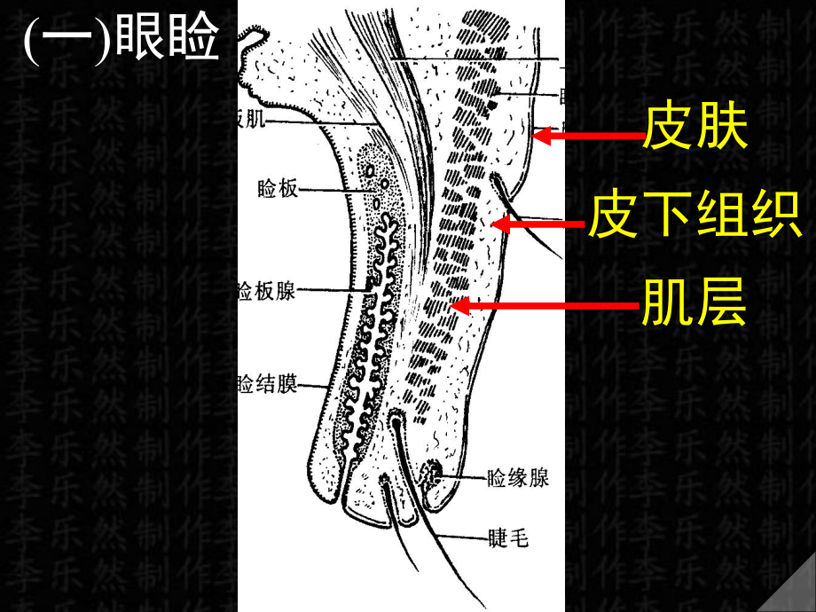 眼副器精品医学课件.ppt_第3页