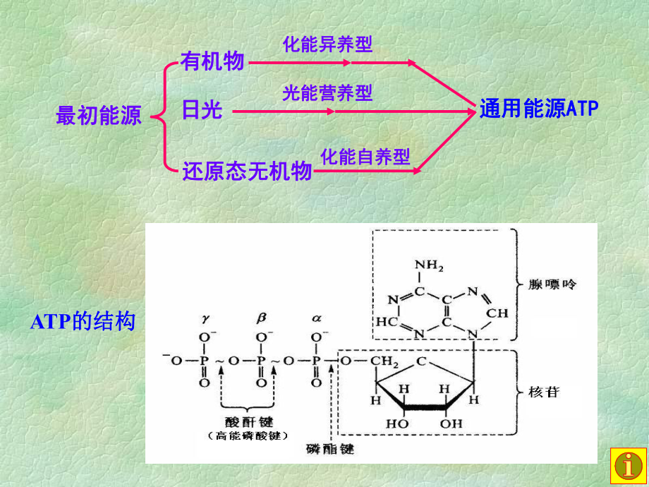 第七章微生物的代谢.ppt_第3页