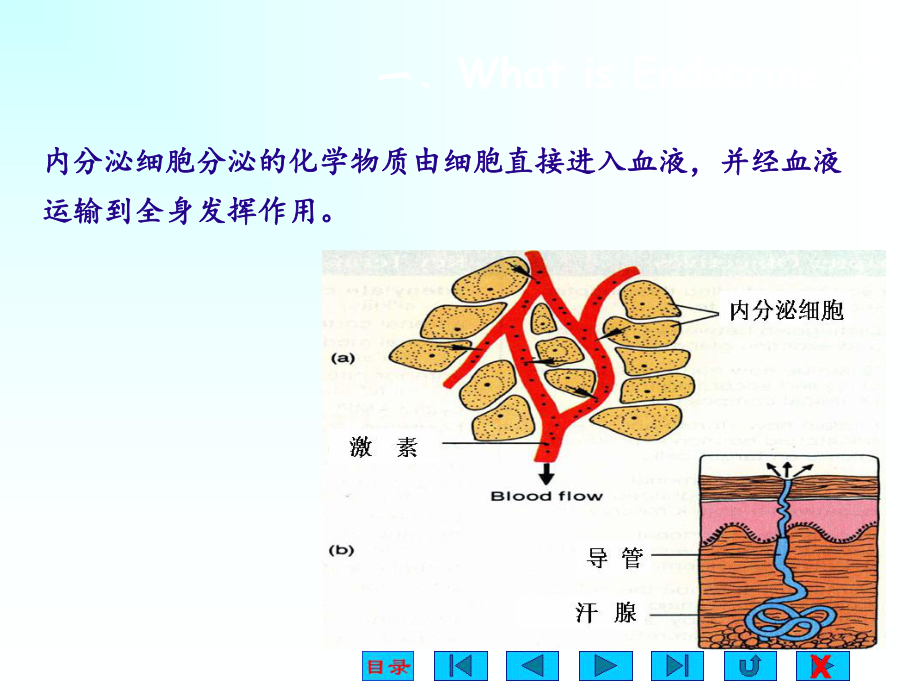 糖皮质激素的作用甲状腺激素(医学PPT课件).ppt_第3页