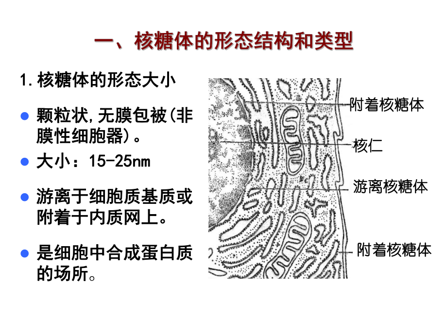 细胞生物学核糖体.ppt_第1页