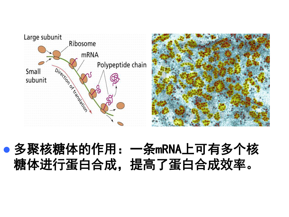 细胞生物学核糖体.ppt_第3页