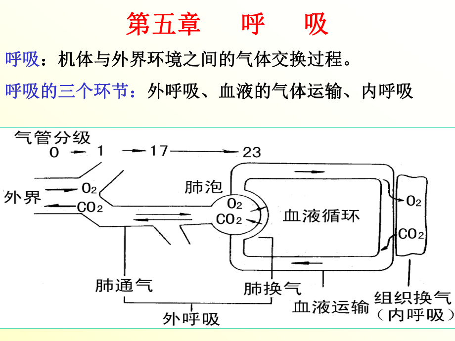 生理学课件呼吸施.ppt_第1页