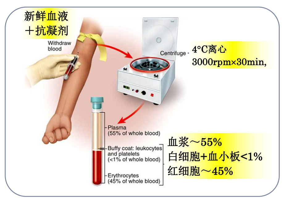 生理学03血液.ppt_第2页