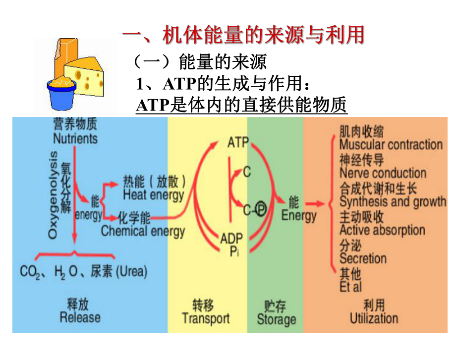 生理学能量代谢.ppt_第3页