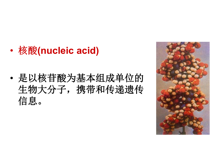 生物化学核酸.ppt_第3页