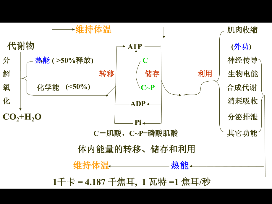 生理学能量代谢.ppt_第3页