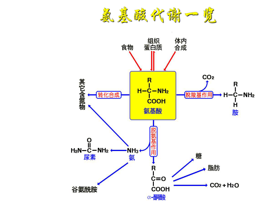 生物化学氨基酸的分解代谢.ppt_第2页