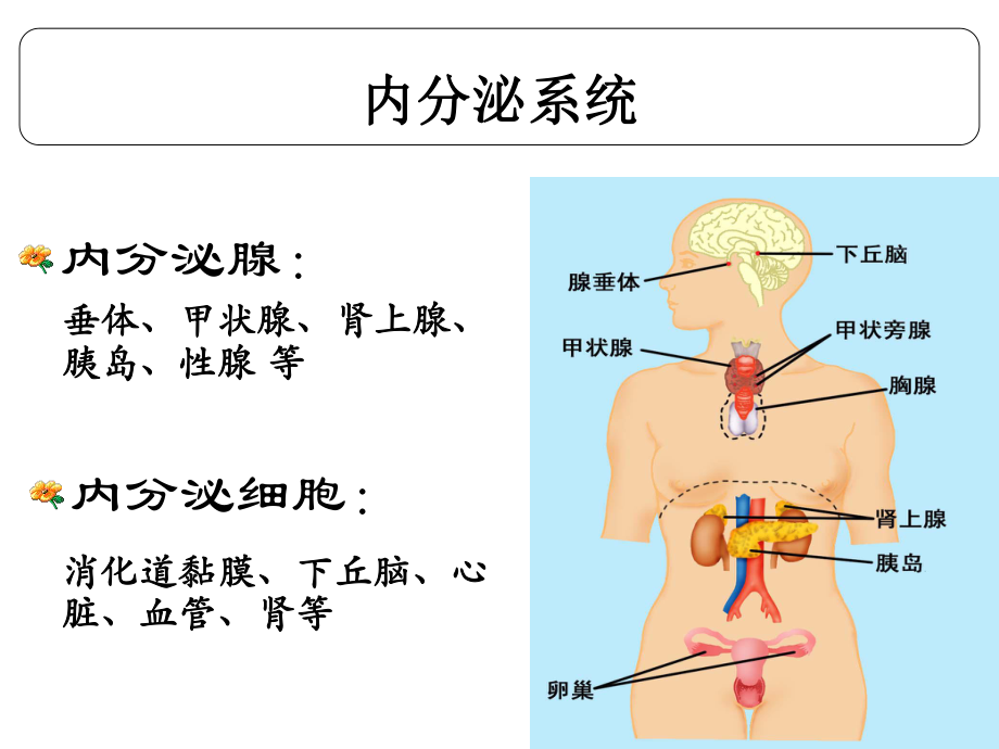 生理学内分泌总结.ppt_第2页