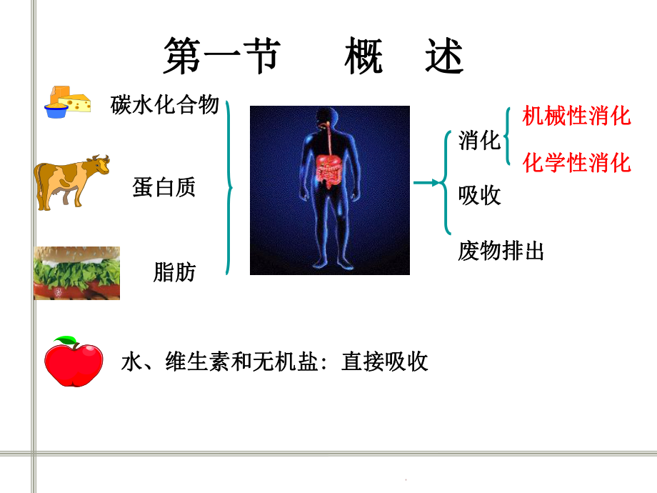 生理学消化与吸收.ppt_第3页