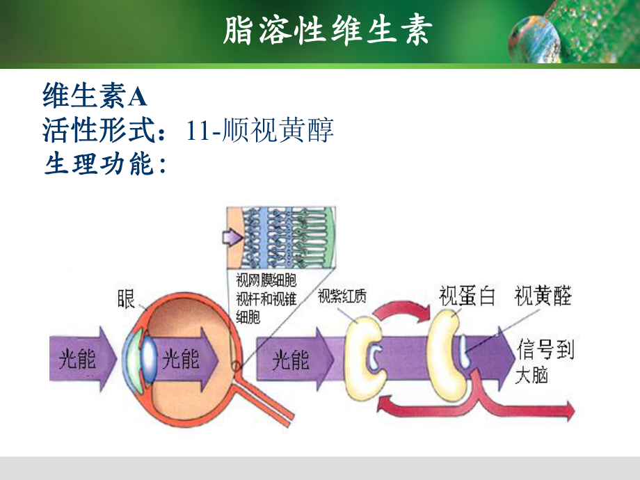 生物化学维生素知识总结.ppt_第3页