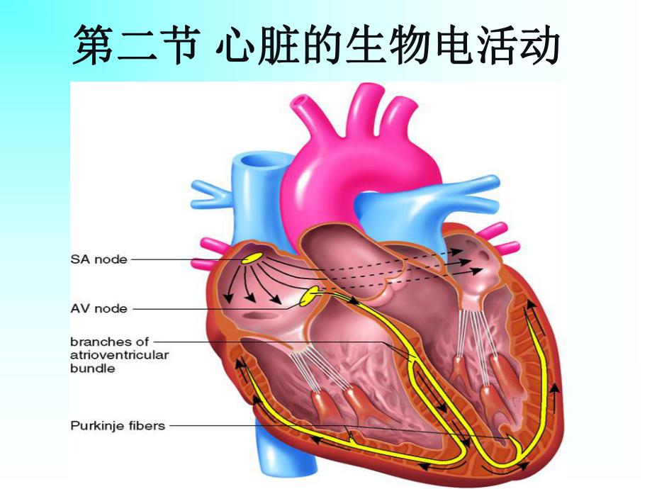 生理学教学课件.ppt_第1页