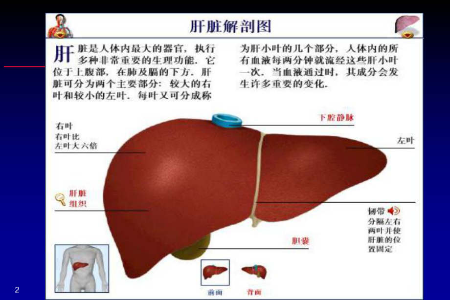 肝功能和生物化学..ppt_第2页