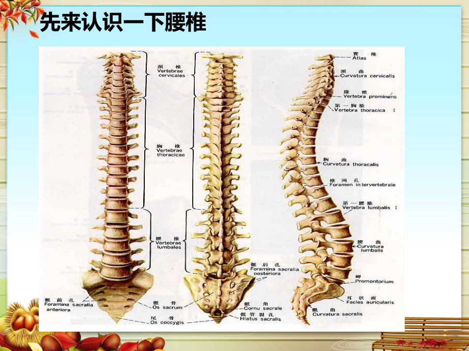 腰椎间盘突出症PPT课件.ppt_第3页