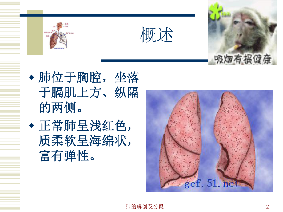 肺的解剖和生理.ppt_第2页