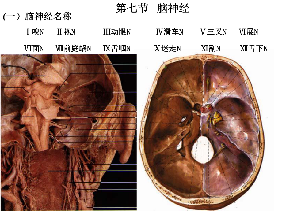 脑神经(解剖生理学).ppt_第1页