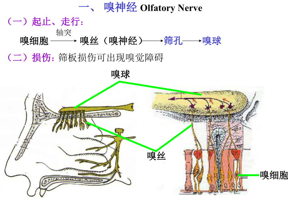 脑神经(解剖生理学).ppt_第3页