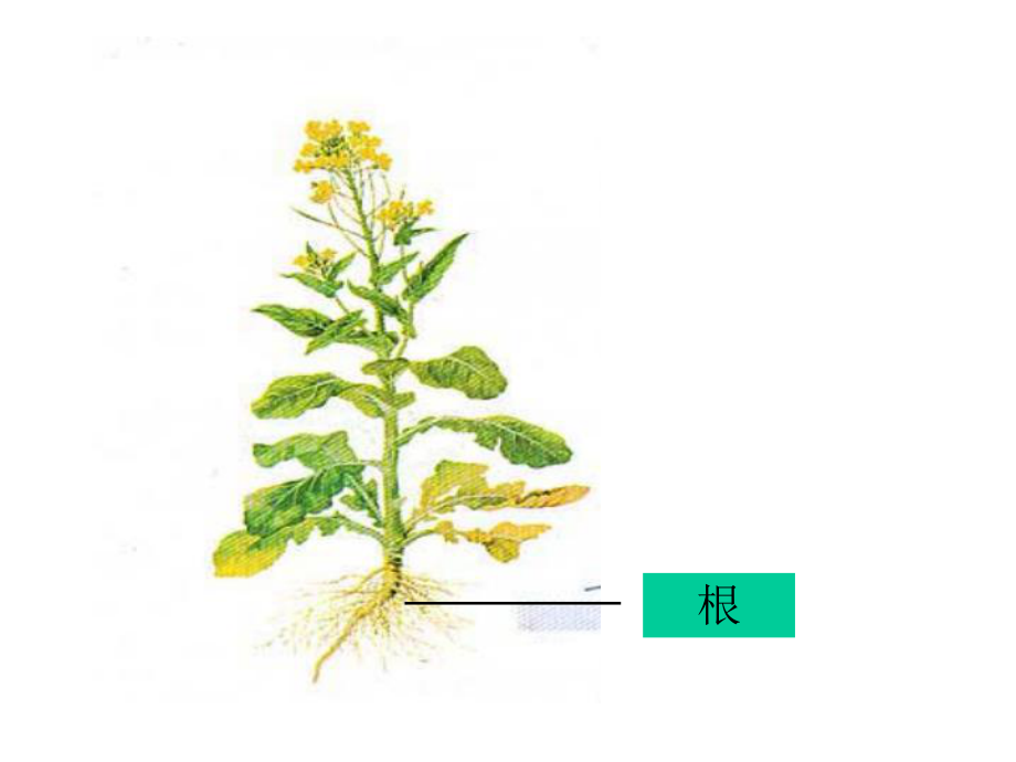 在实验室里观察植物课件.ppt_第2页