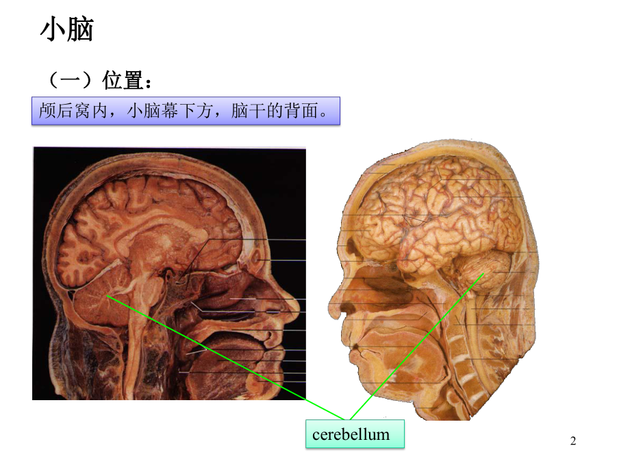 小脑间脑研究生.ppt_第2页