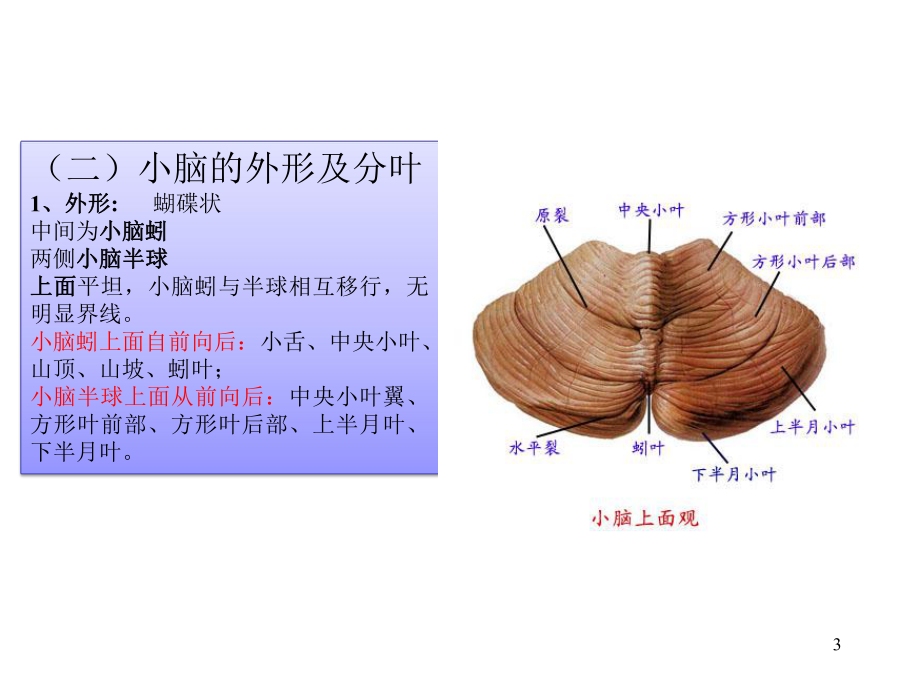 小脑间脑研究生.ppt_第3页