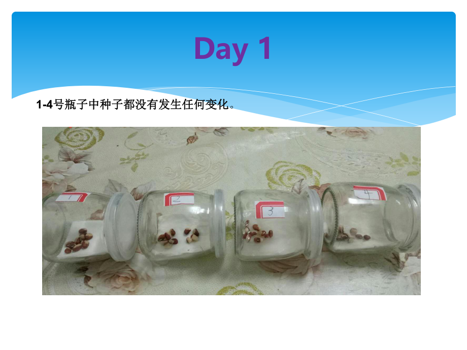 生物实验报告.ppt_第3页