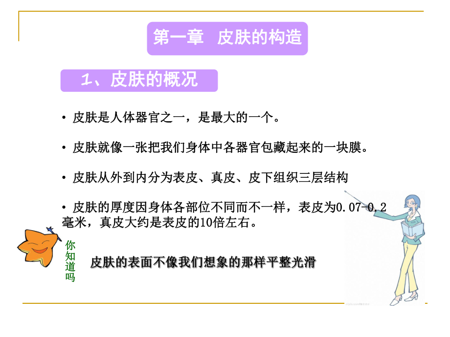 皮肤基础知识.ppt_第3页