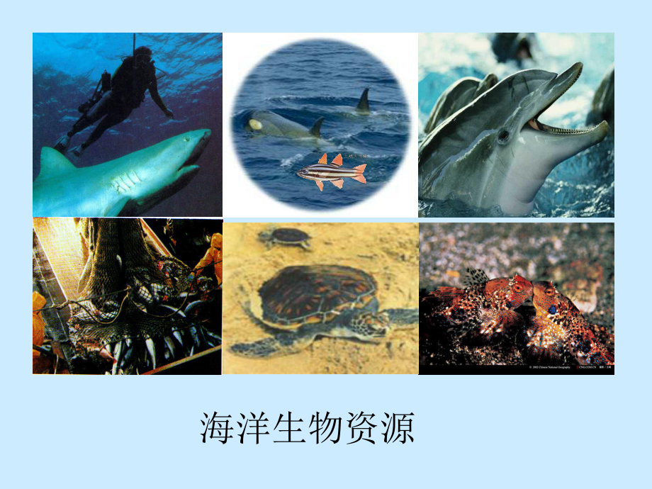 海洋资源与海洋环境保护.ppt_第3页