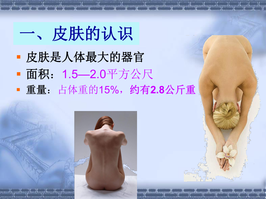 皮肤基础知识.ppt_第2页