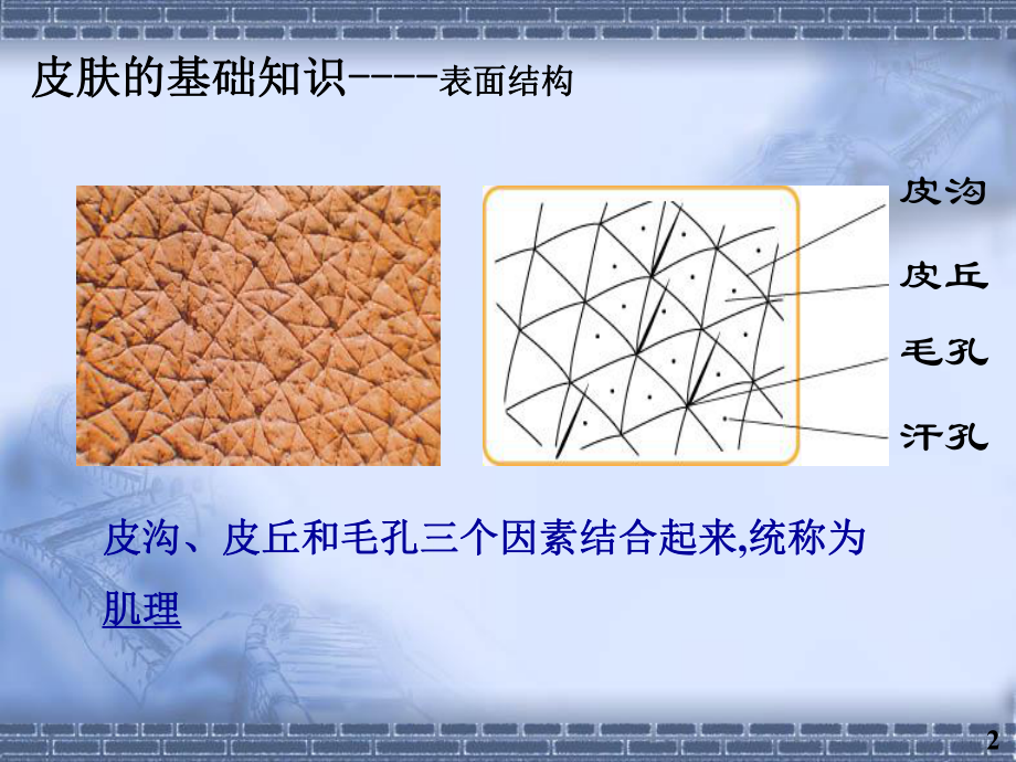 皮肤基础知识.ppt_第3页