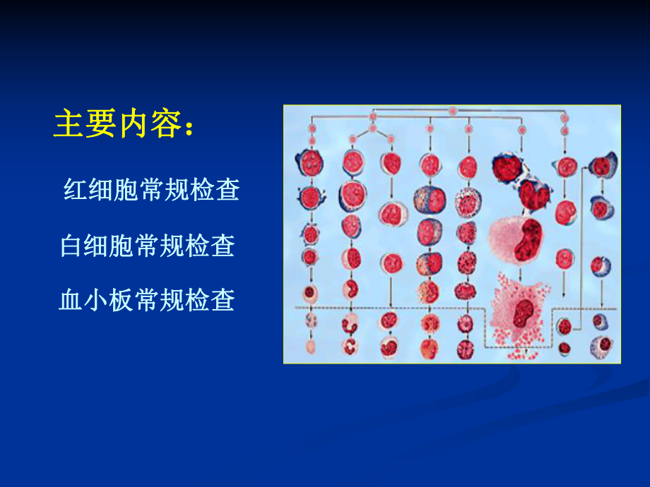 血液常规(专升本).ppt_第3页