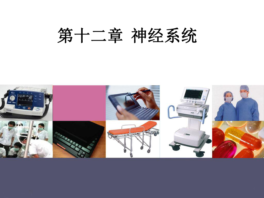 人体解剖生理学神经系统.ppt_第1页