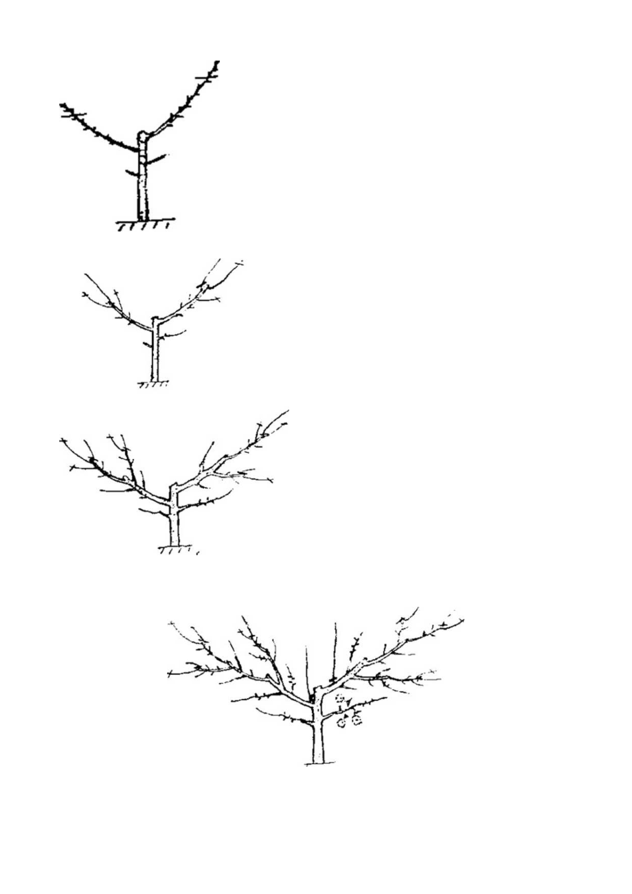 梨树幼树期的修剪.docx_第3页