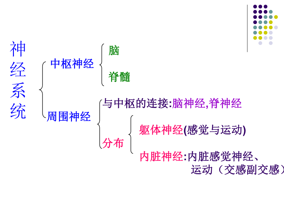 解剖生理学神经系统课件.ppt_第3页