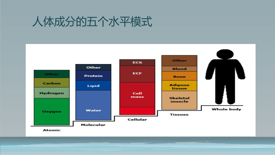 人体成分分析的临床应用.pptx_第2页