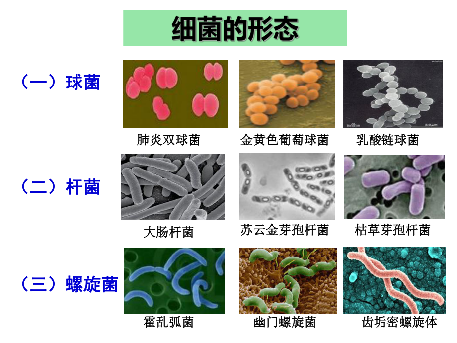 微生物的实验室培养(公开课).pptx_第3页