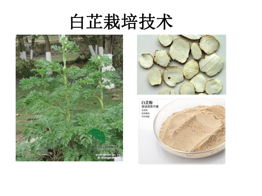 白芷栽培技术.pptx_第1页