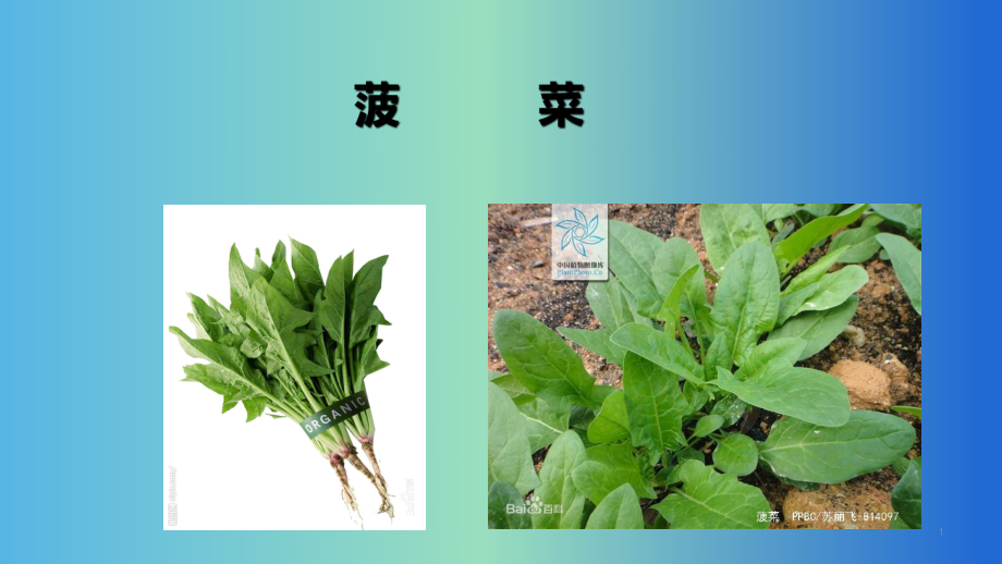 菠菜栽培技术2020.pptx_第1页