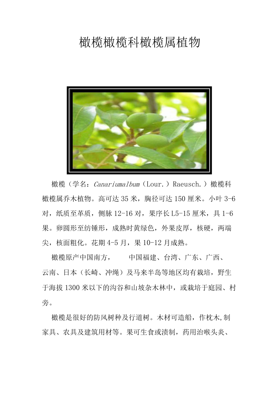 橄榄 橄榄科橄榄属植物.docx_第1页