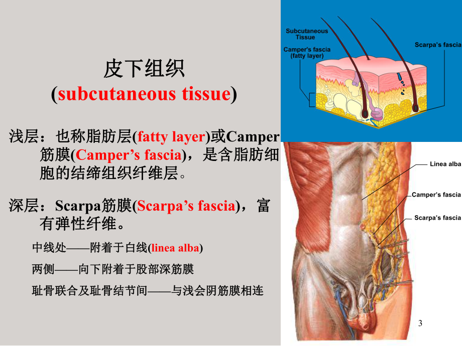 解剖(腹壁)医学PPT课件.ppt_第3页