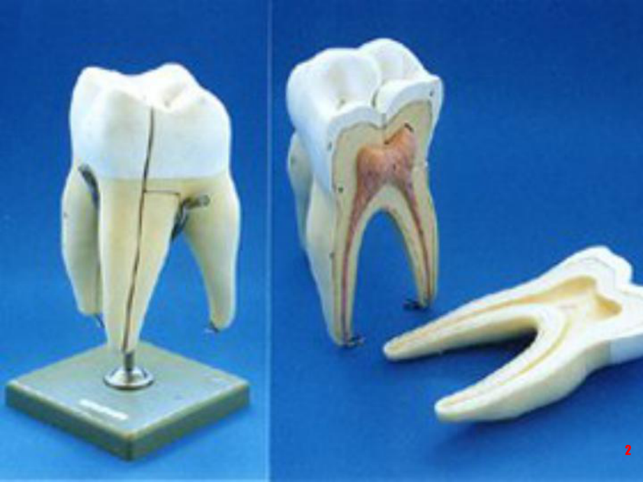 龋齿ppt医学课件.ppt_第2页