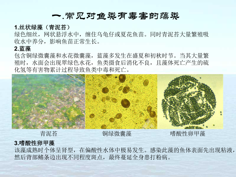 鱼类生物学资料.ppt_第3页