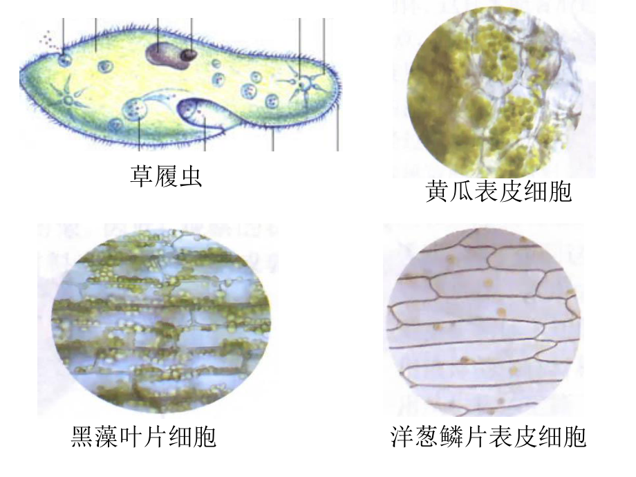 第二单元第一节练习使用显微镜使用显微镜共55张PPT精品教育.ppt_第2页