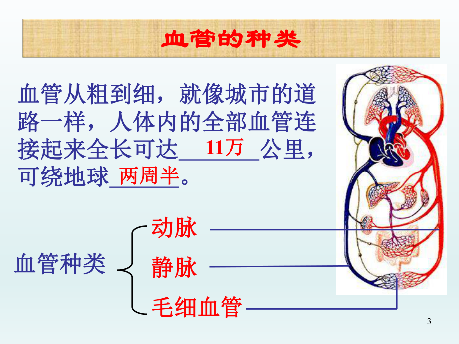 第二节血流的管道——血管精品教育.ppt_第3页