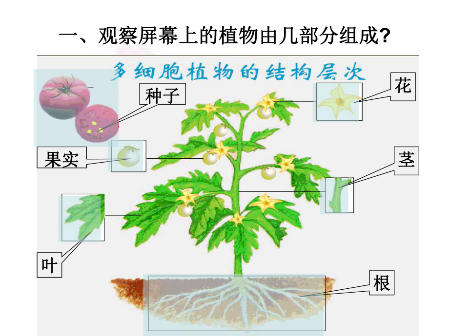 第三节植物体的结构层次 精品教育.ppt_第3页