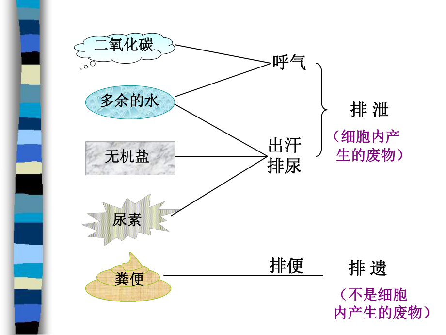 第五章人体内废物的排出肖鹏精品教育.ppt_第3页