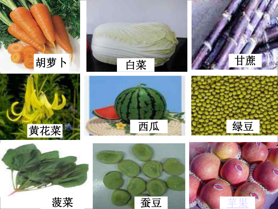 第二节植物体的结构层次精品教育.ppt_第2页