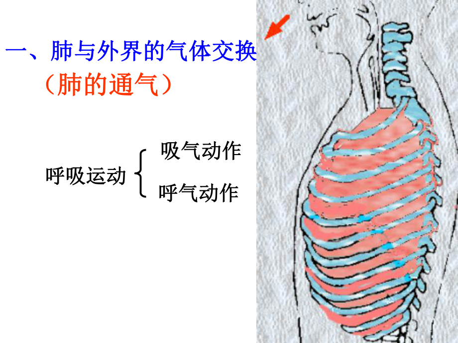 第二节发生在肺内的气体交换精品教育.ppt_第3页