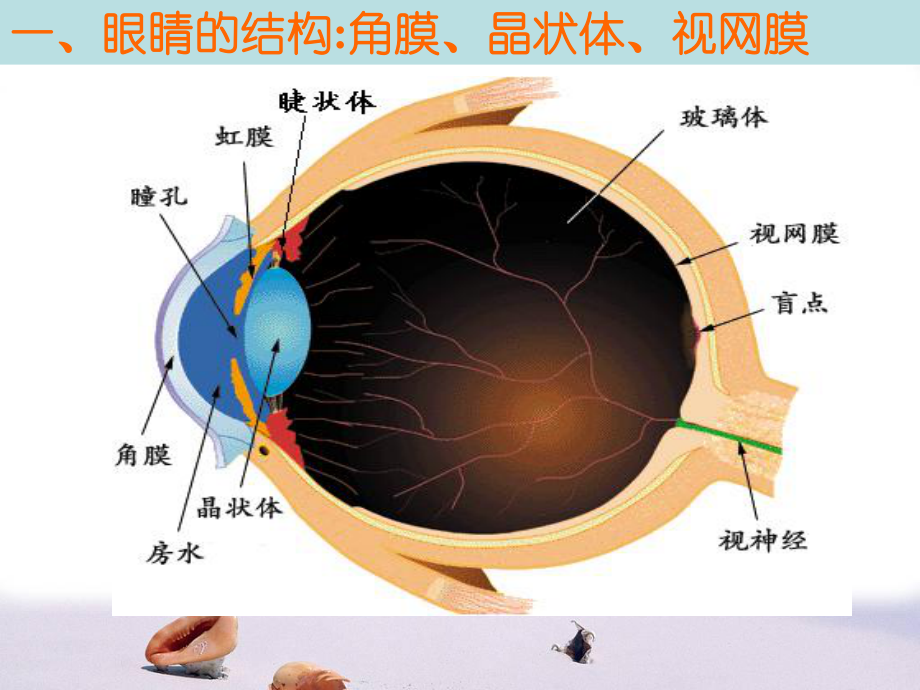 第六节神奇的眼睛.ppt精品教育.ppt_第2页