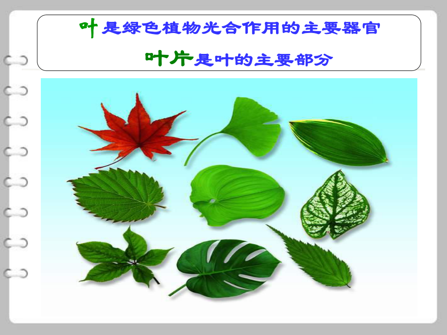 第二节植物光合作用的场所课件精品教育.ppt_第2页